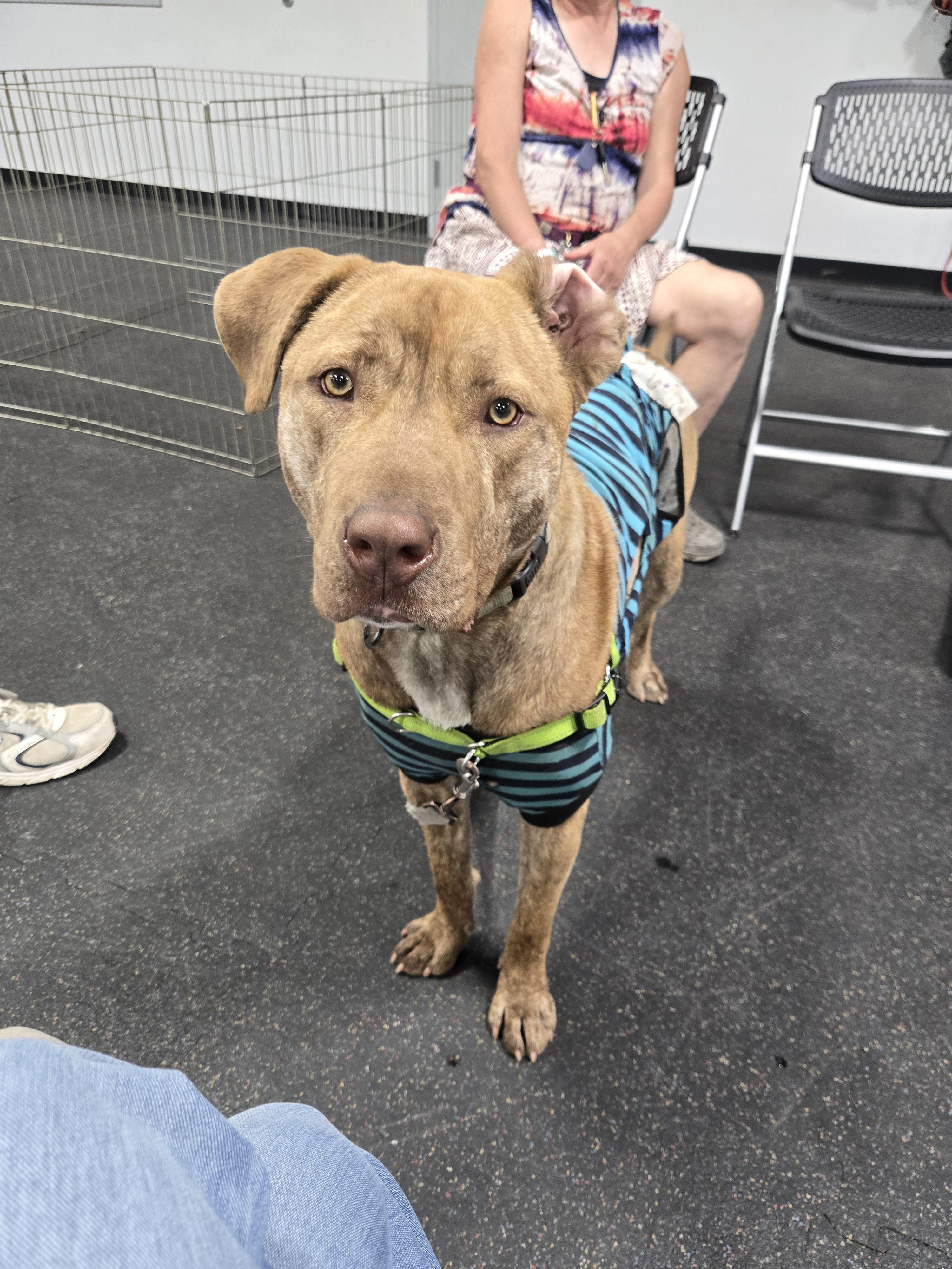 Raya, a Adoptable mixed breed in O Fallon, IL image 2/3