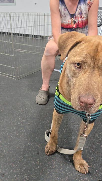 Enlarge Raya, a Adoptable mixed breed in O Fallon, IL video 3/3