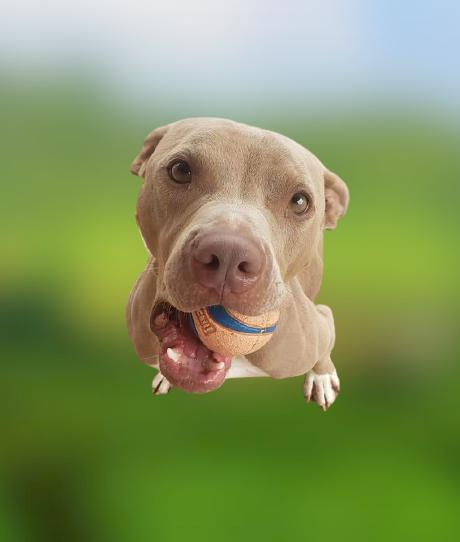 Hanson, Adoptable, Adult Male Pit Bull Terrier.