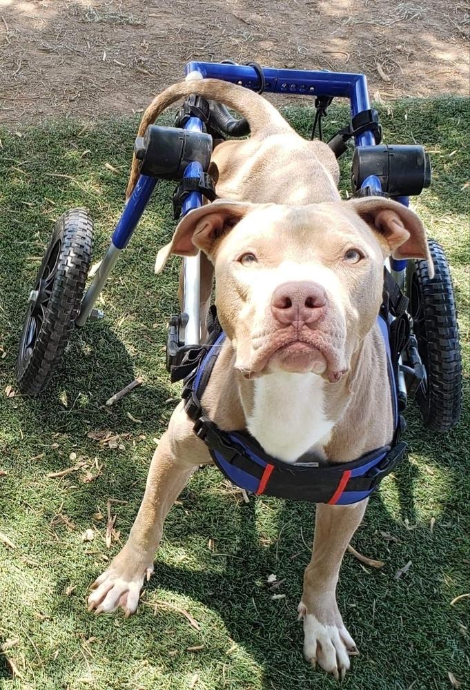 Enlarge Hanson, a Adoptable mixed breed in Phoenix, AZ image 2/6