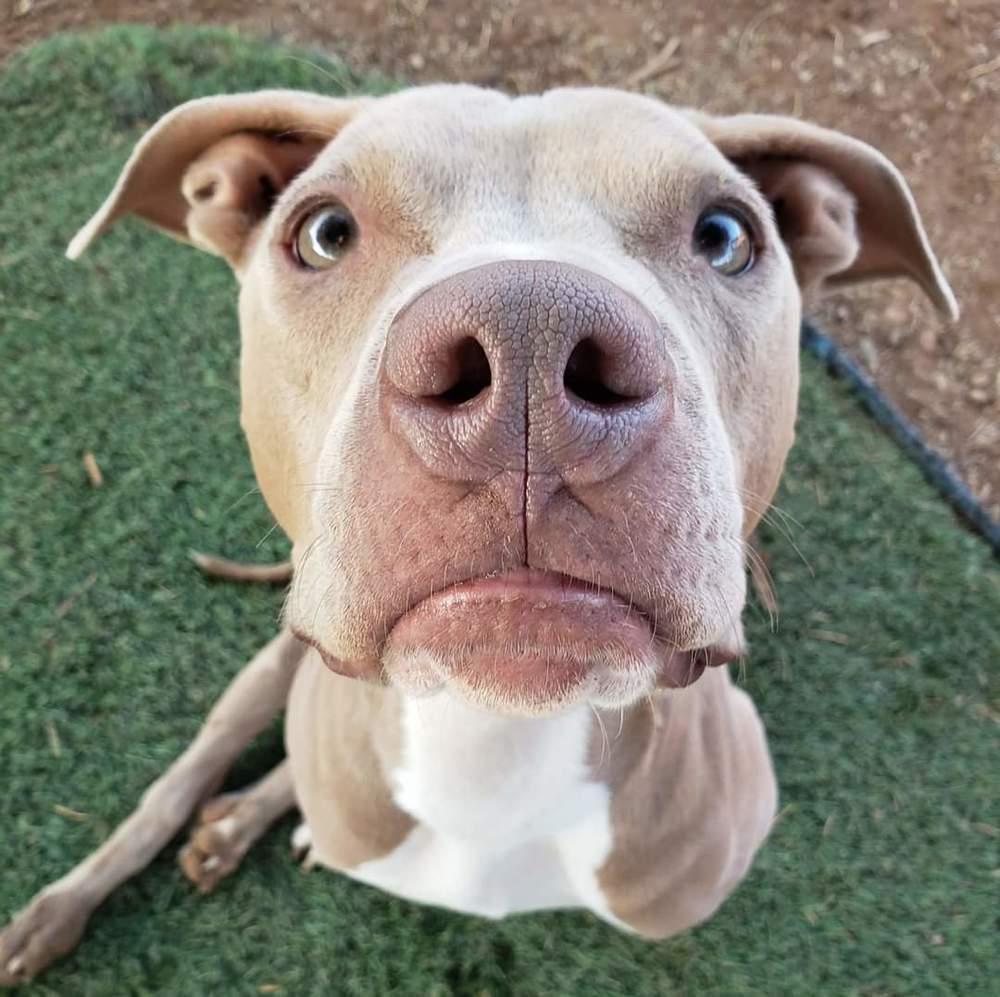 Enlarge Hanson, a Adoptable mixed breed in Phoenix, AZ image 3/6