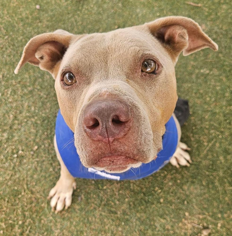 Enlarge Hanson, a Adoptable mixed breed in Phoenix, AZ image 4/6