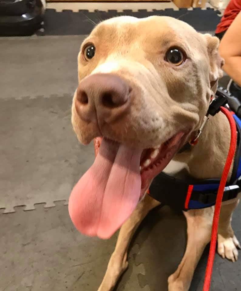 Enlarge Hanson, a Adoptable mixed breed in Phoenix, AZ image 4/6