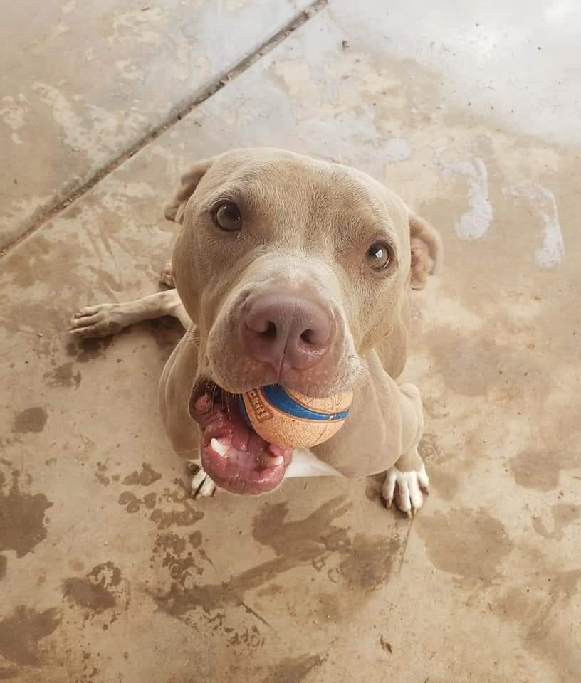 Enlarge Hanson, a Adoptable mixed breed in Phoenix, AZ image 5/6