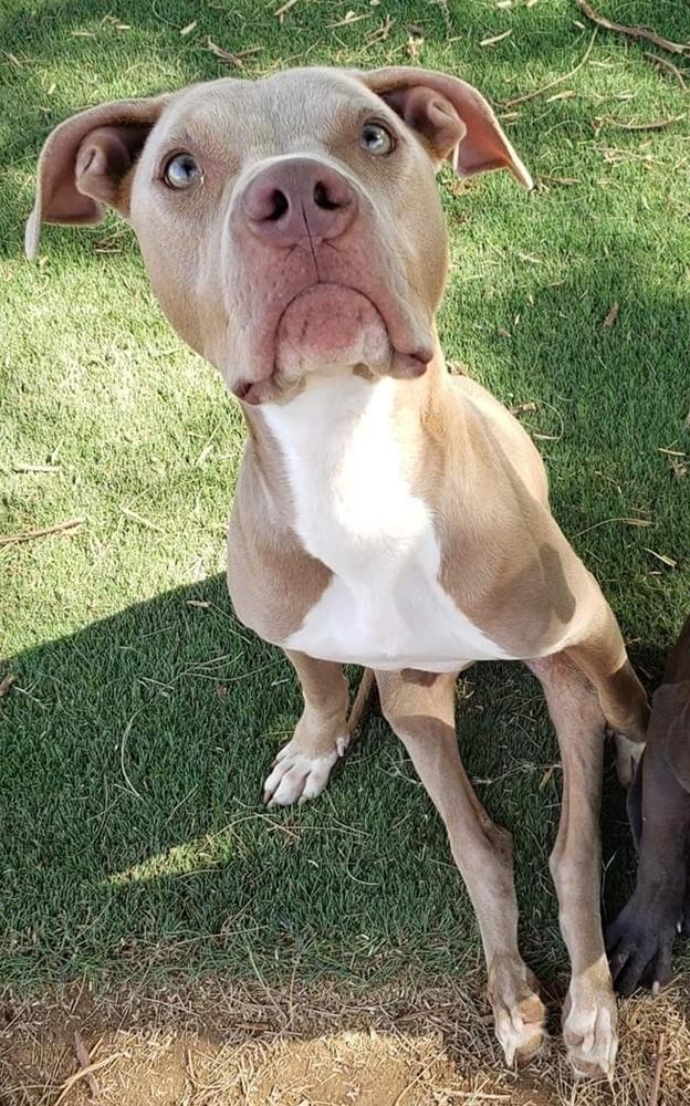 Enlarge Hanson, a Adoptable mixed breed in Phoenix, AZ image 5/6