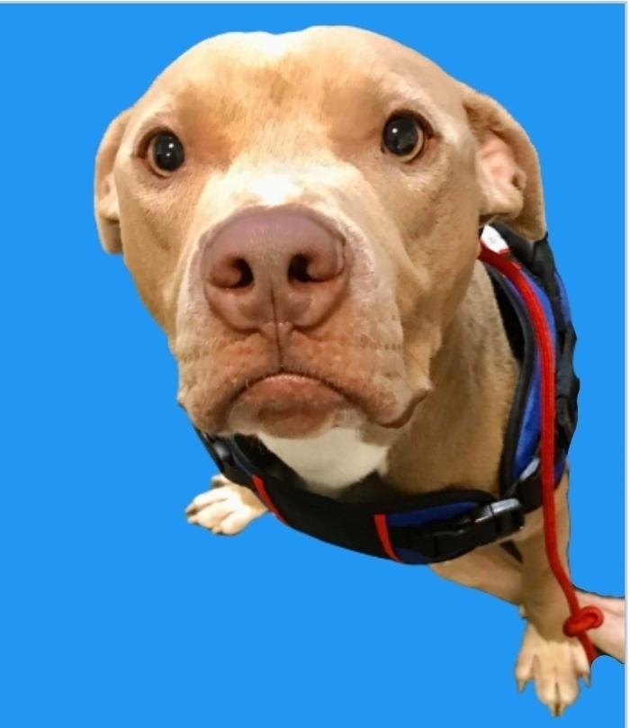 Enlarge Hanson, a Adoptable mixed breed in Phoenix, AZ image 6/6