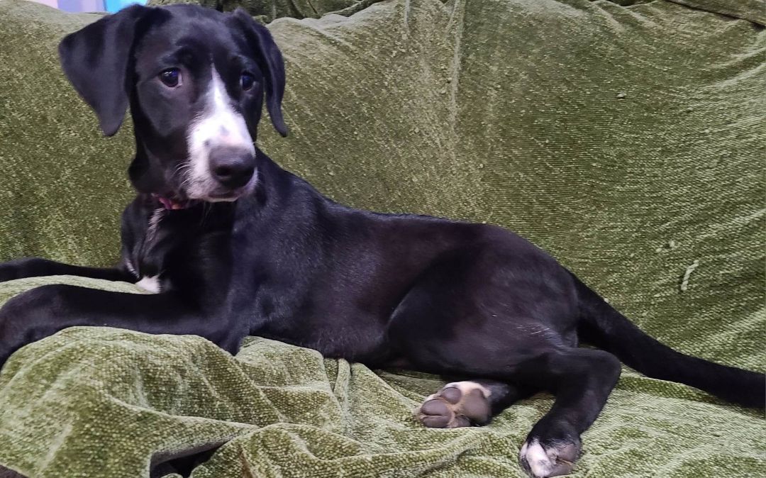 Victoria, an adoptable Labrador Retriever, Border Collie in Rochester, WA, 98579 | Photo Image 4