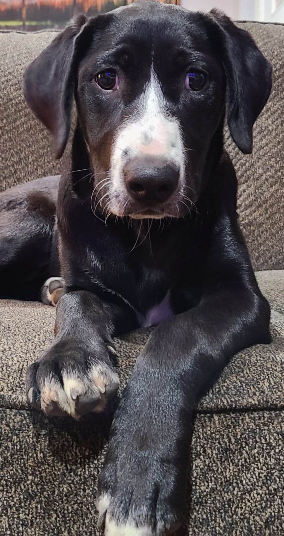 Victoria, an adoptable Labrador Retriever, Border Collie in Rochester, WA, 98579 | Photo Image 3