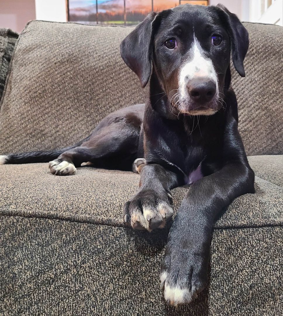 Victoria, an adoptable Labrador Retriever, Border Collie in Rochester, WA, 98579 | Photo Image 7