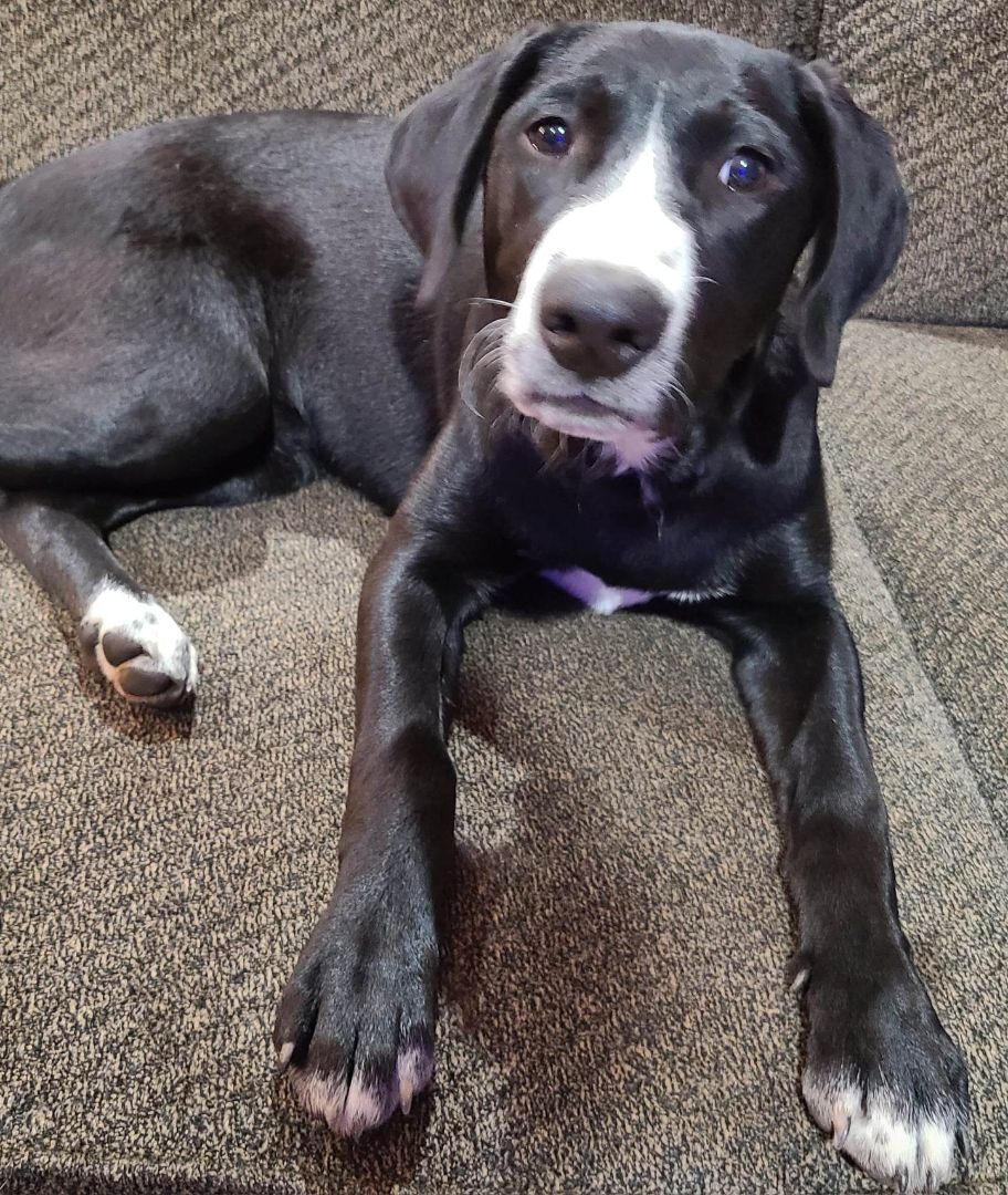 Victoria, an adoptable Labrador Retriever, Border Collie in Rochester, WA, 98579 | Photo Image 5