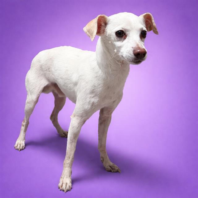 Enlarge CHICKEN, a Adoptable Chihuahua in Redlands, CA image 1/1