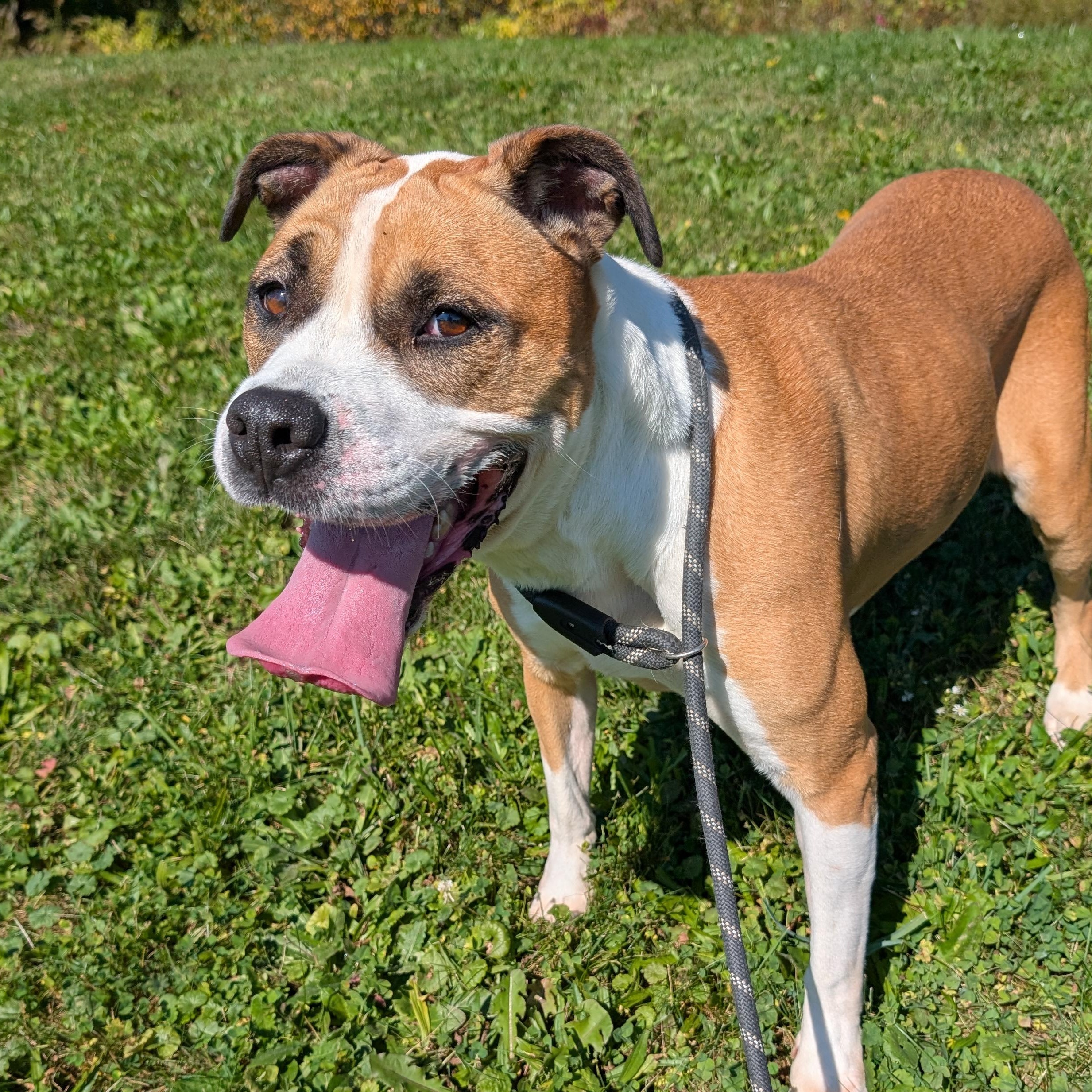 192169 Betty, Adoptable, Adult Female Boxer.