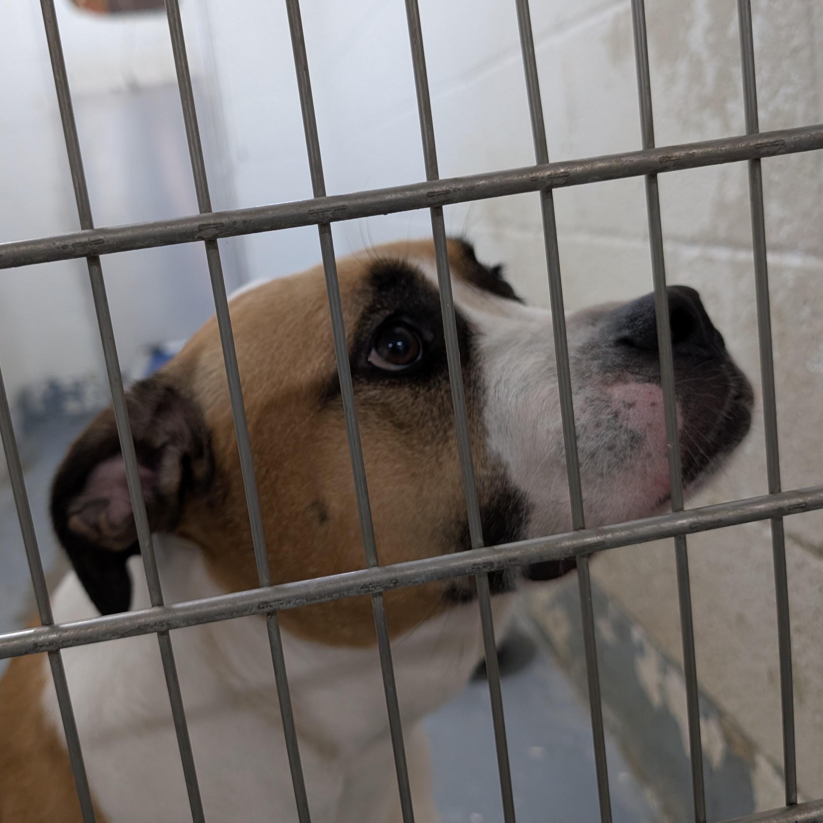 Enlarge 192169 Betty, a Adoptable mixed breed in Ravenna, OH image 2/2