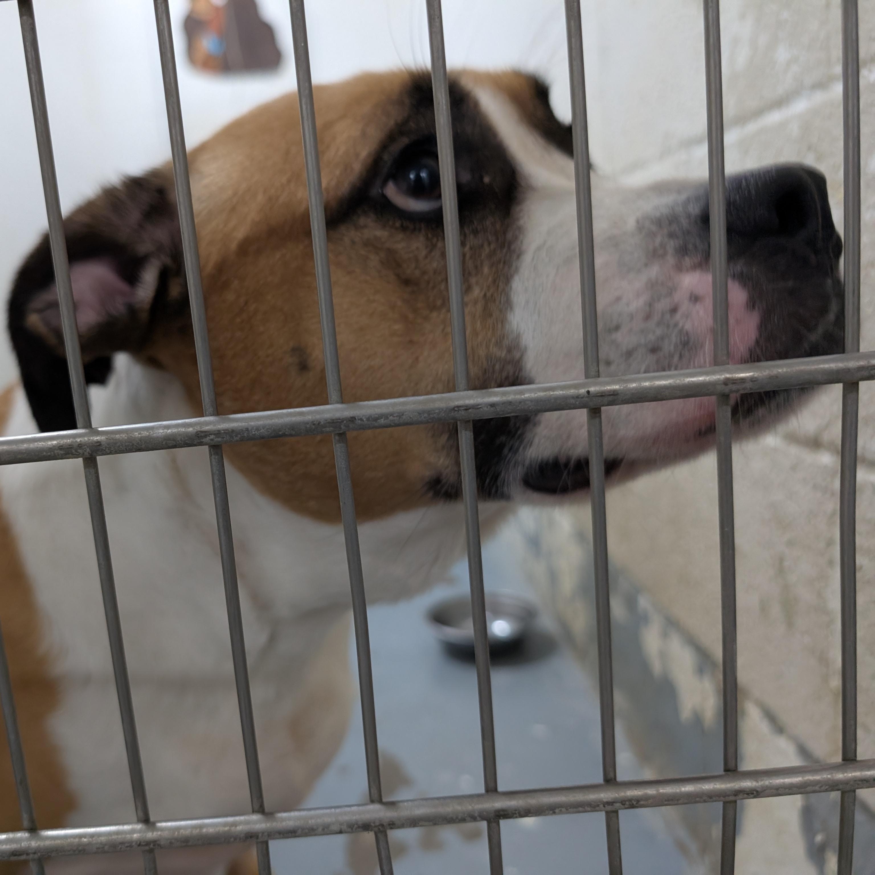 Enlarge 192169 Betty, a Adoptable mixed breed in Ravenna, OH image 1/2