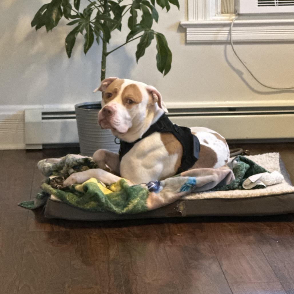 Otis, Adoptable, Adult Male Mixed Breed.