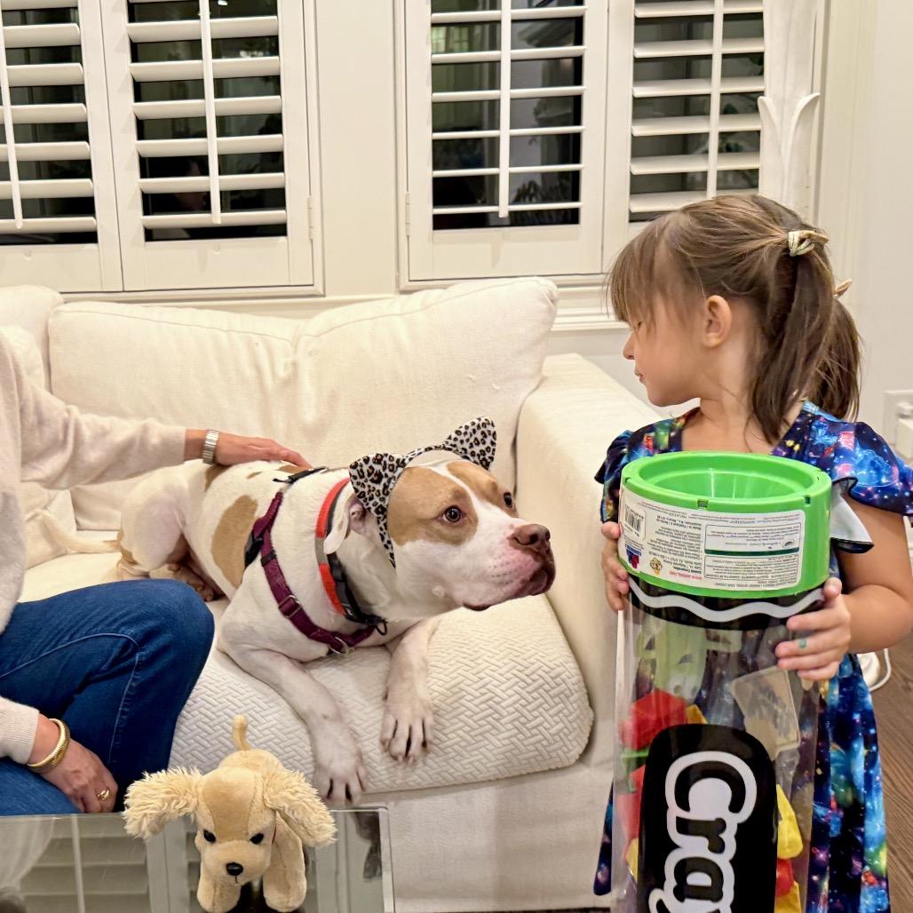 Enlarge Otis, a Adoptable Mixed Breed in Jersey City, NJ image 1/6