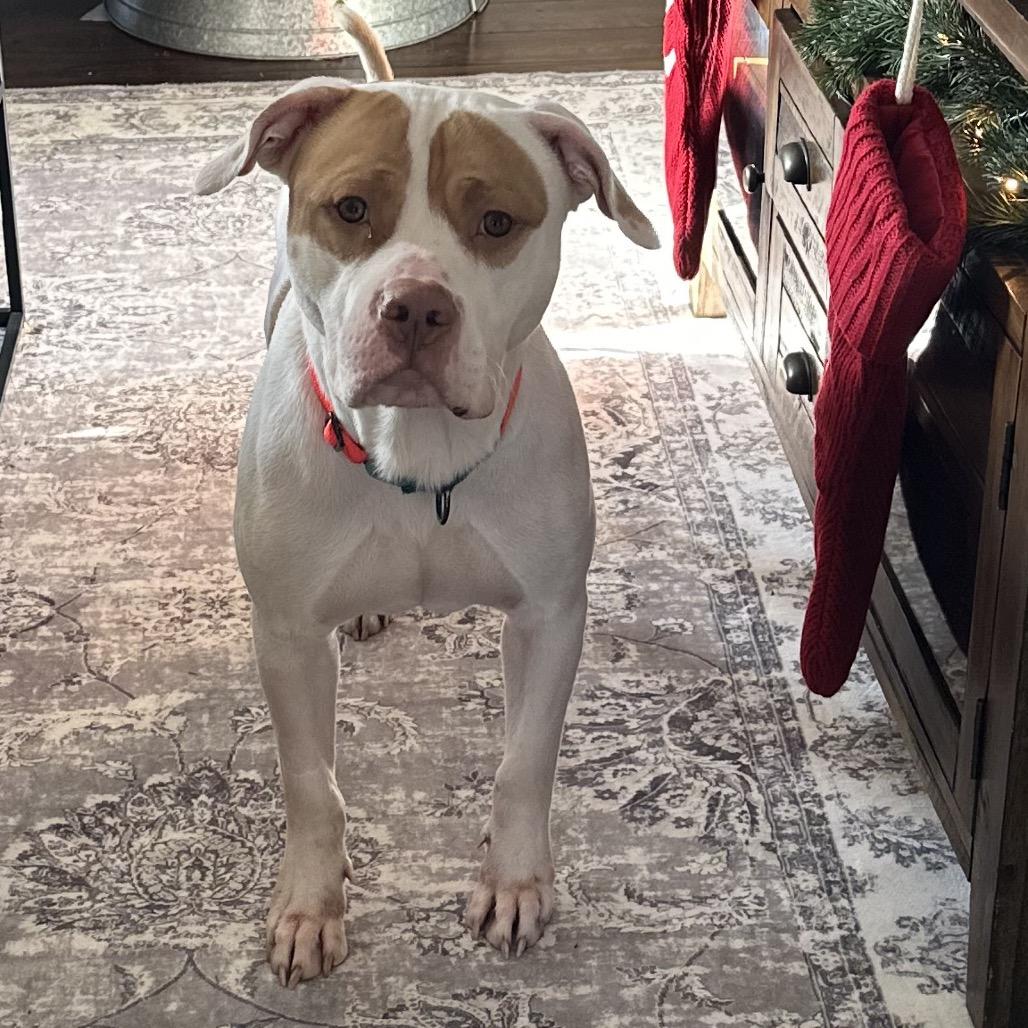 Enlarge Otis, a Adoptable Mixed Breed in Jersey City, NJ image 2/6