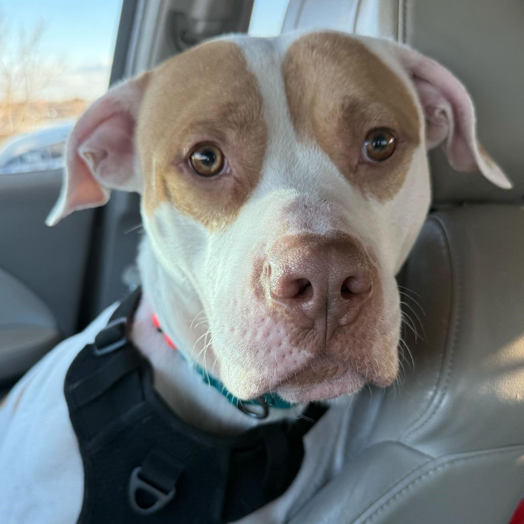 Enlarge Otis, a Adoptable Mixed Breed in Jersey City, NJ image 3/6