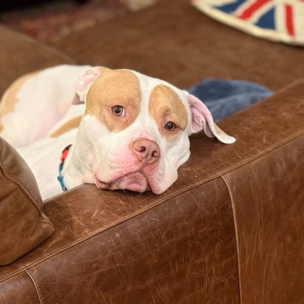 Enlarge Otis, a Adoptable Mixed Breed in Jersey City, NJ image 4/6