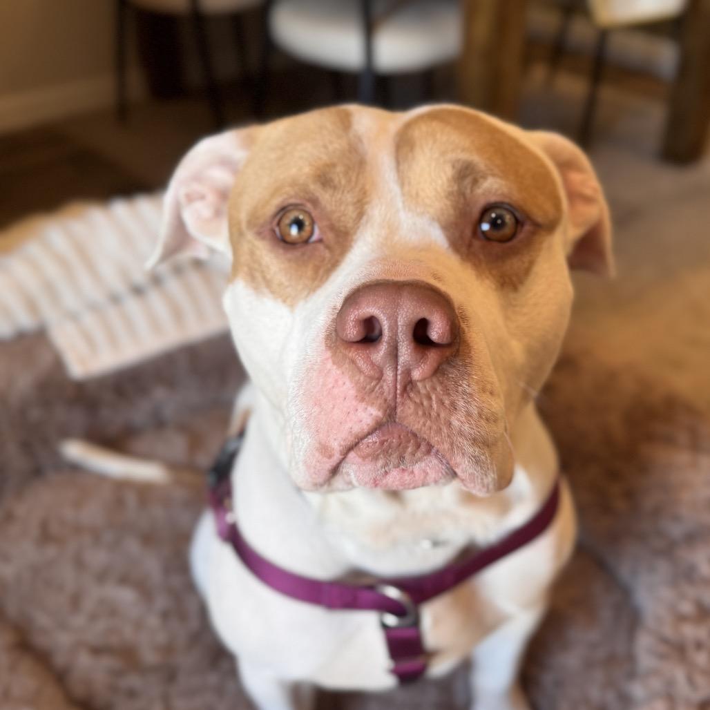 Enlarge Otis, a Adoptable Mixed Breed in Jersey City, NJ image 5/6