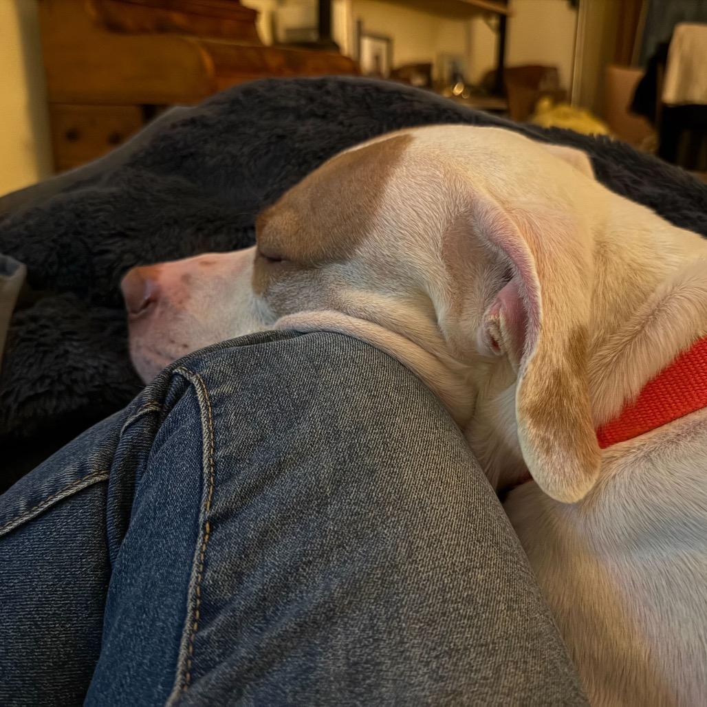 Enlarge Otis, a Adoptable Mixed Breed in Jersey City, NJ image 5/6