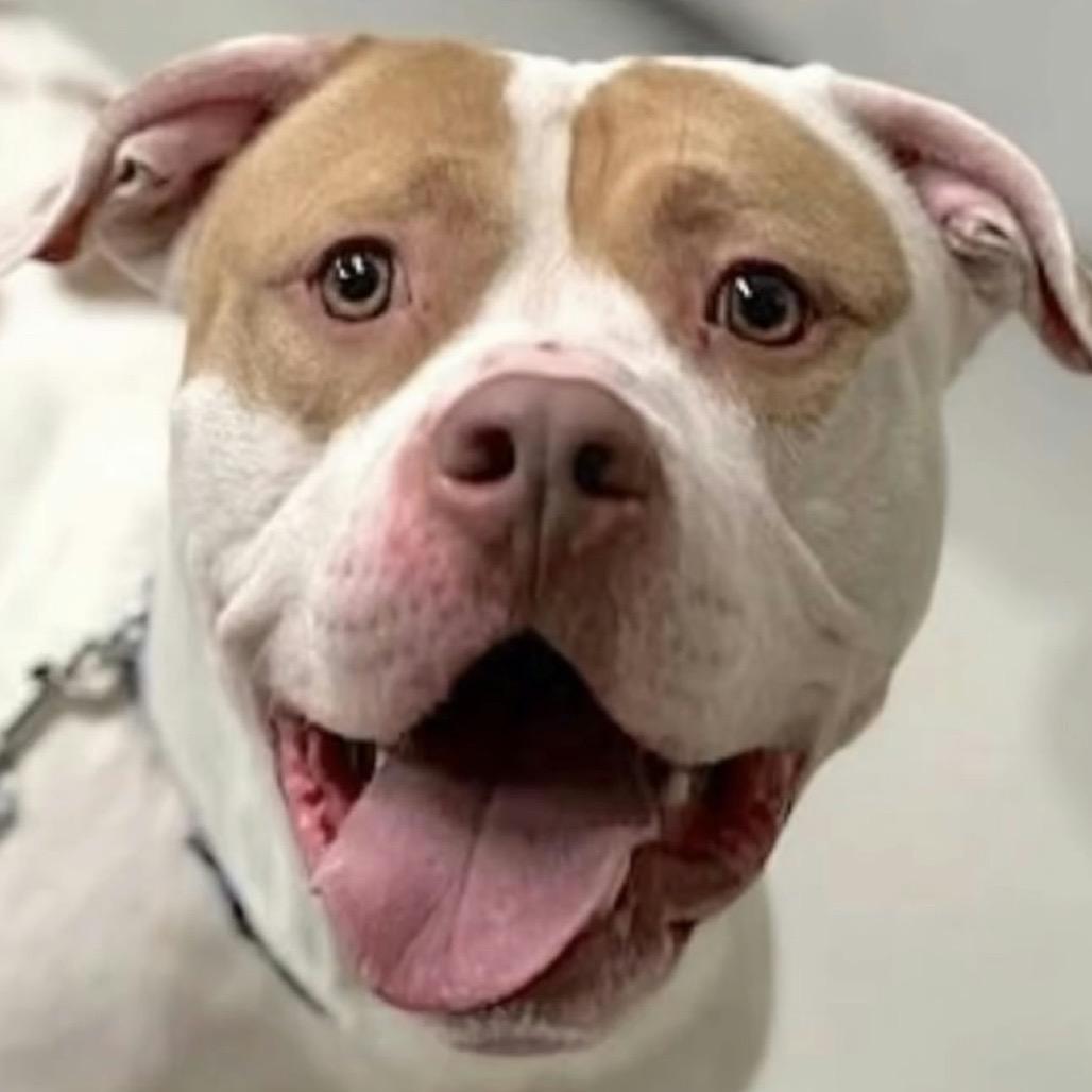 Enlarge Otis, a Adoptable Mixed Breed in Jersey City, NJ image 6/6