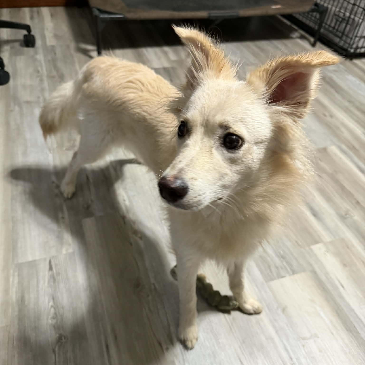 Scentiva, adopted, Young Female Mixed Breed.