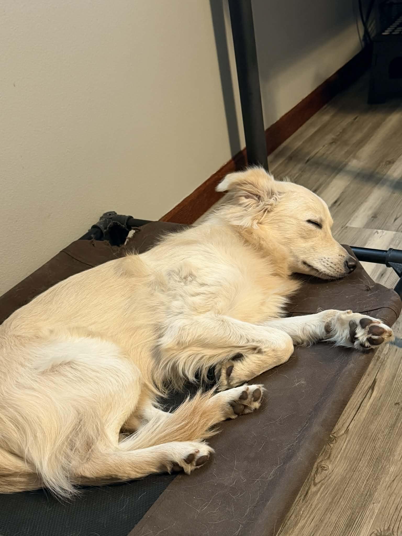 Enlarge Scentiva, an adopted Mixed Breed in Cedar Rapids, IA image 3/4