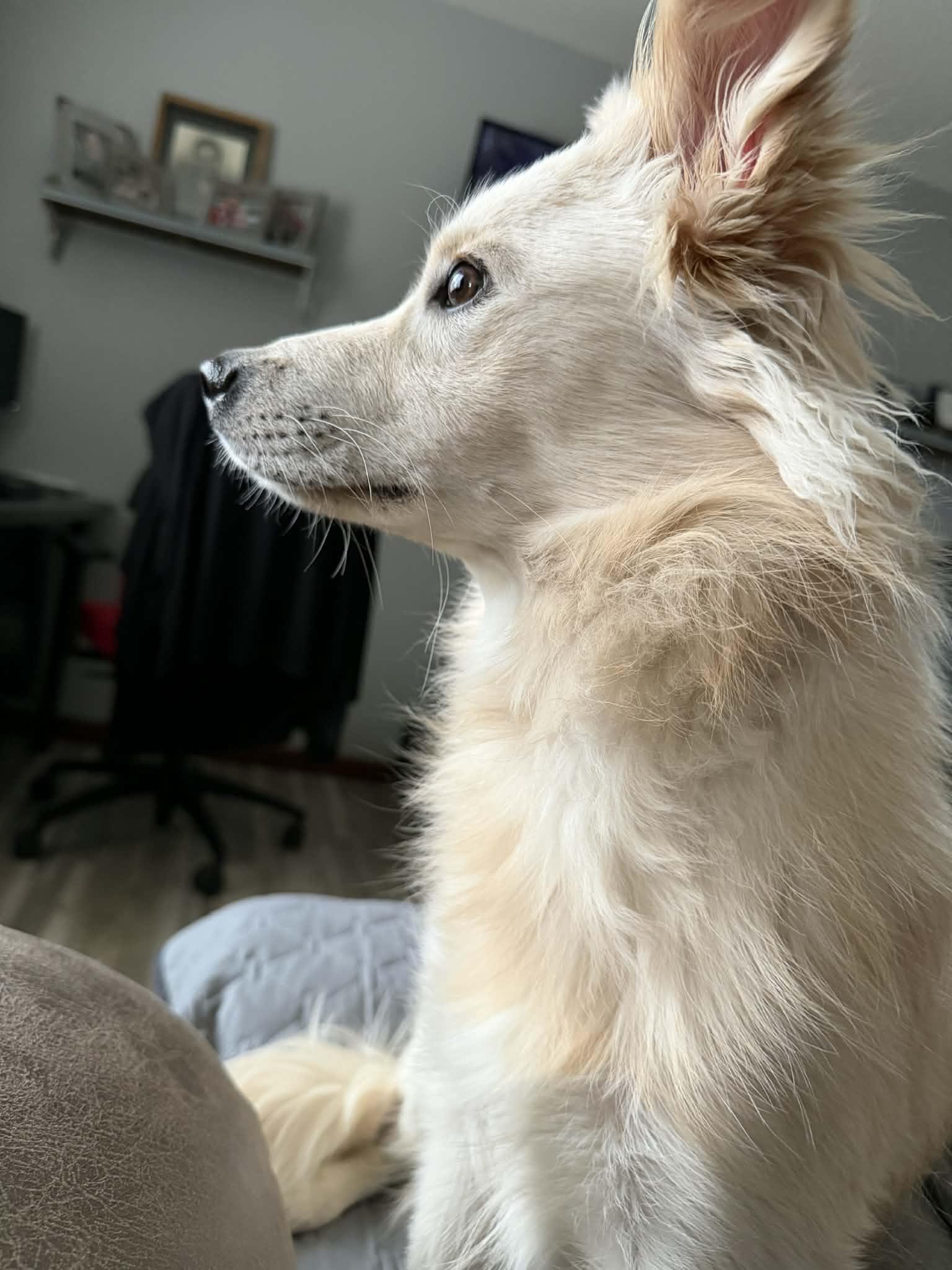 Enlarge Scentiva, an adopted Mixed Breed in Cedar Rapids, IA image 2/4