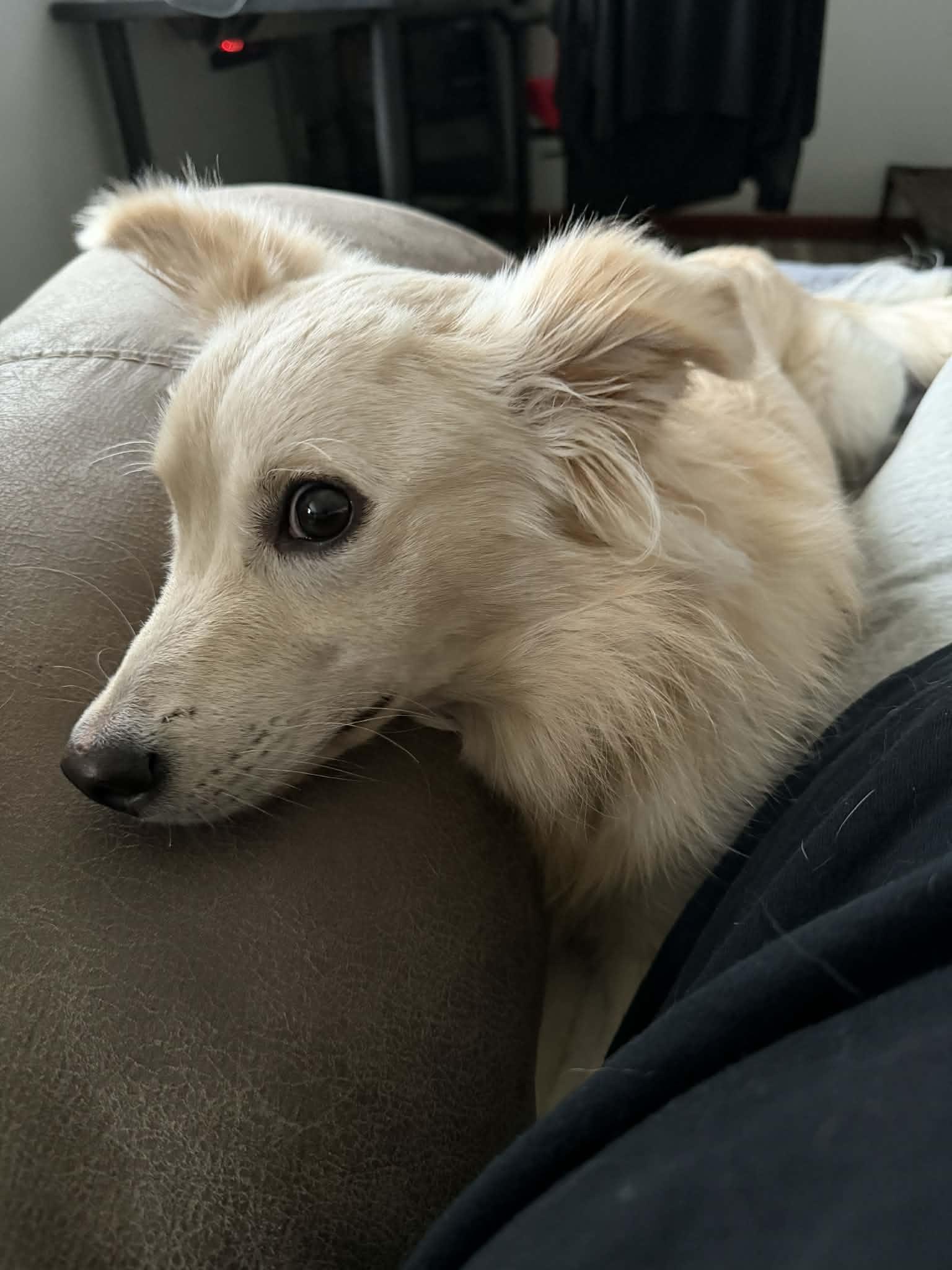 Enlarge Scentiva, an adopted Mixed Breed in Cedar Rapids, IA image 4/4