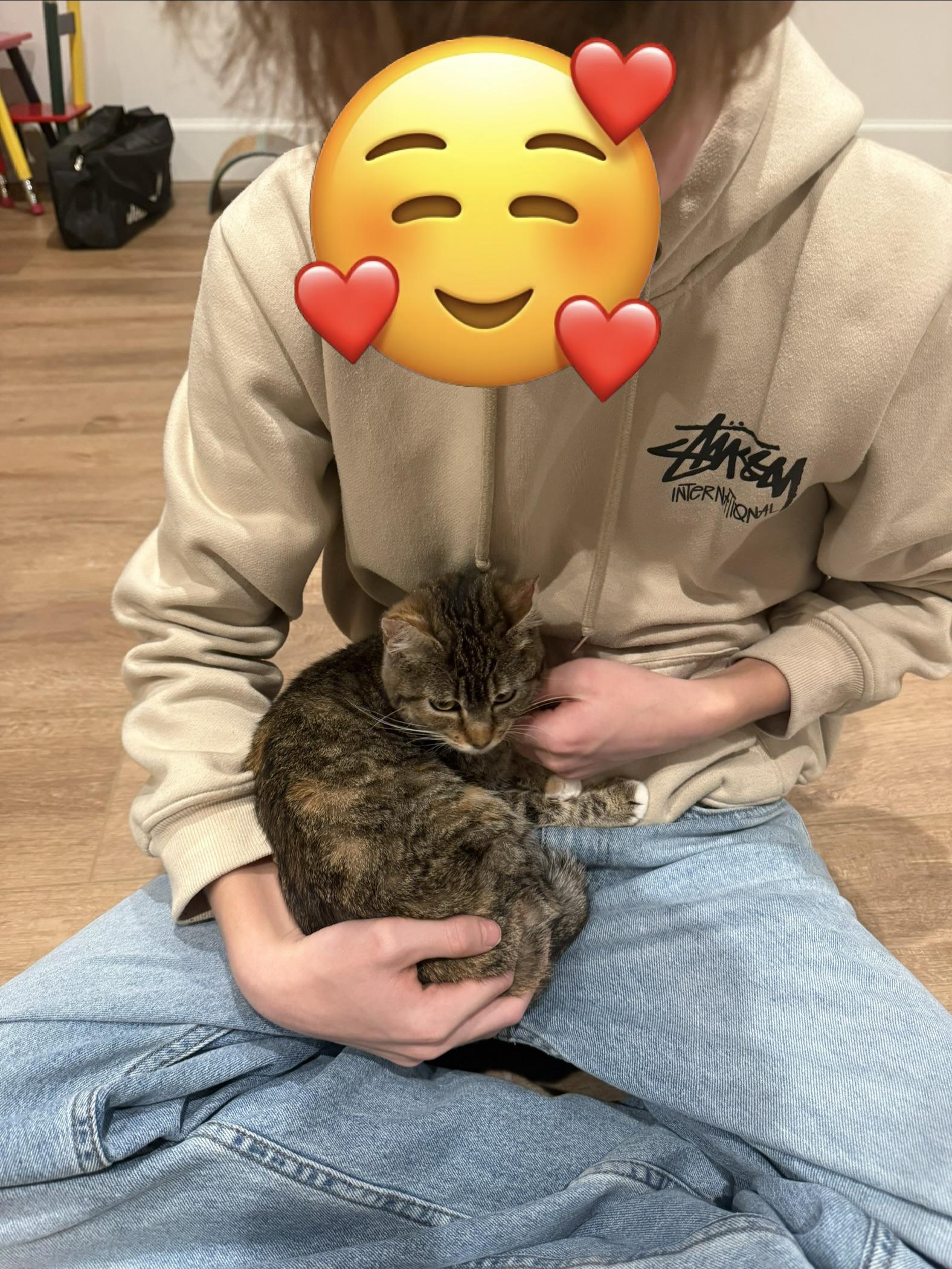 Enlarge Kiwi, a ADOPTABLE mixed breed in Woodinville, WA image 3/3