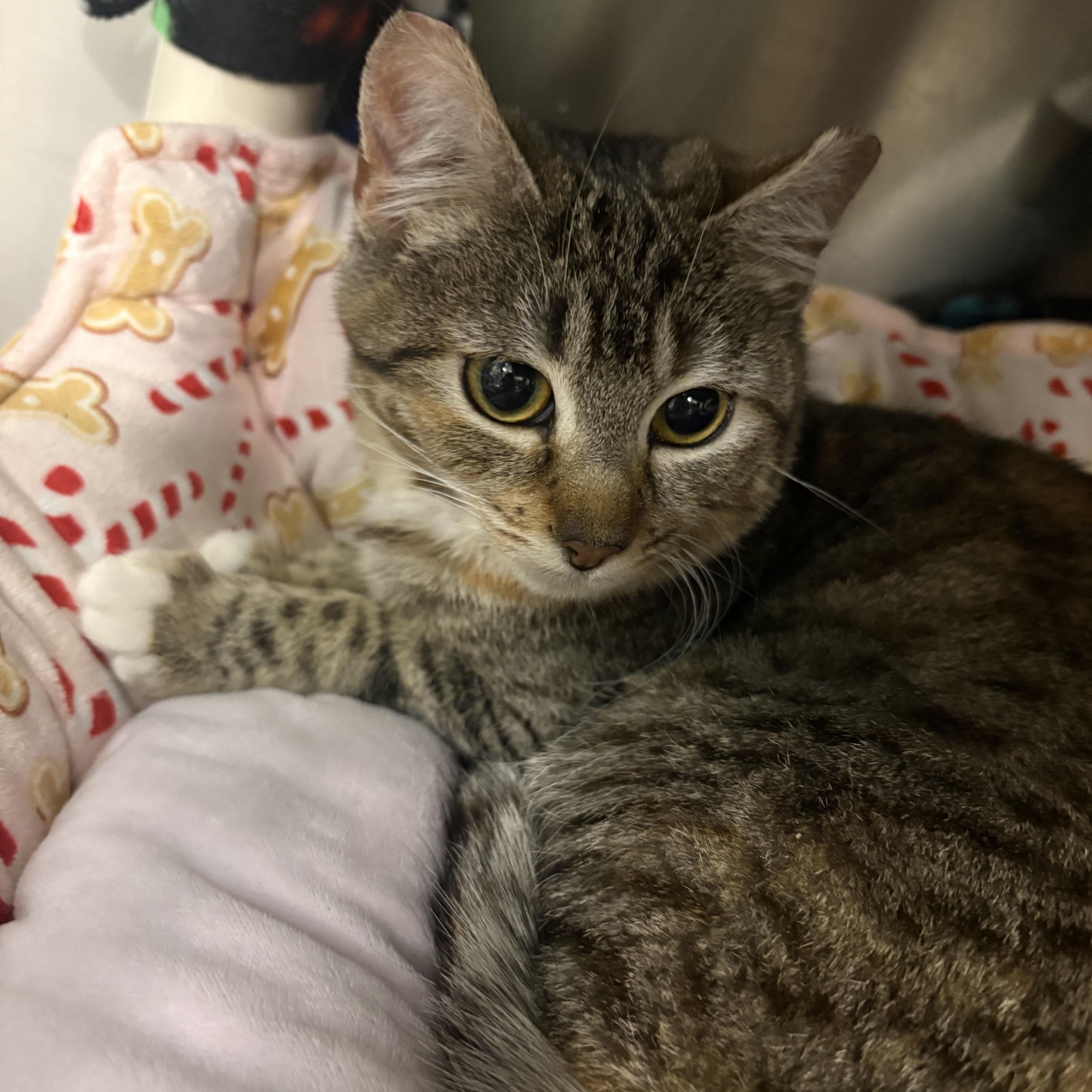 Kiwi, adopted, Kitten Female Tabby.