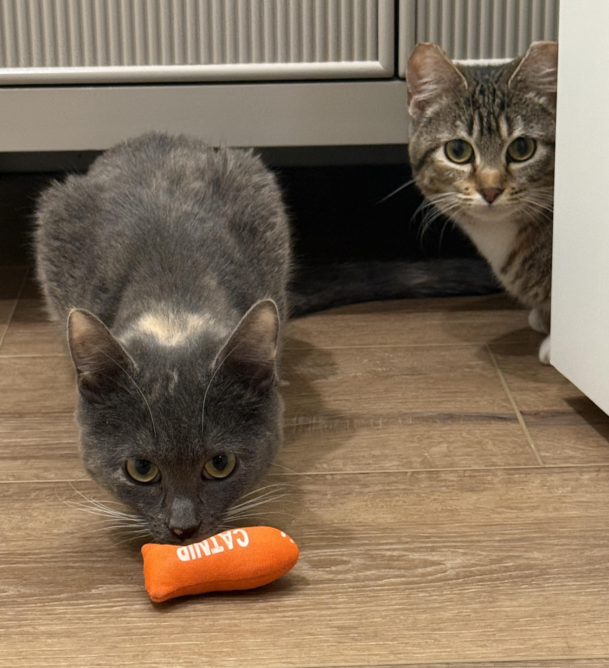 Enlarge Kiwi, a ADOPTABLE mixed breed in Woodinville, WA image 2/3