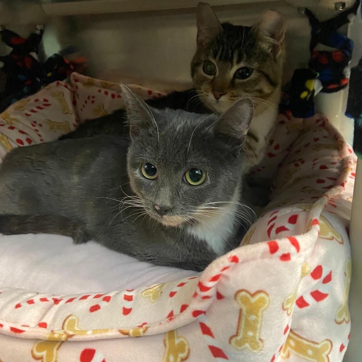 Enlarge Kiwi, an adopted mixed breed in Woodinville, WA image 3/5