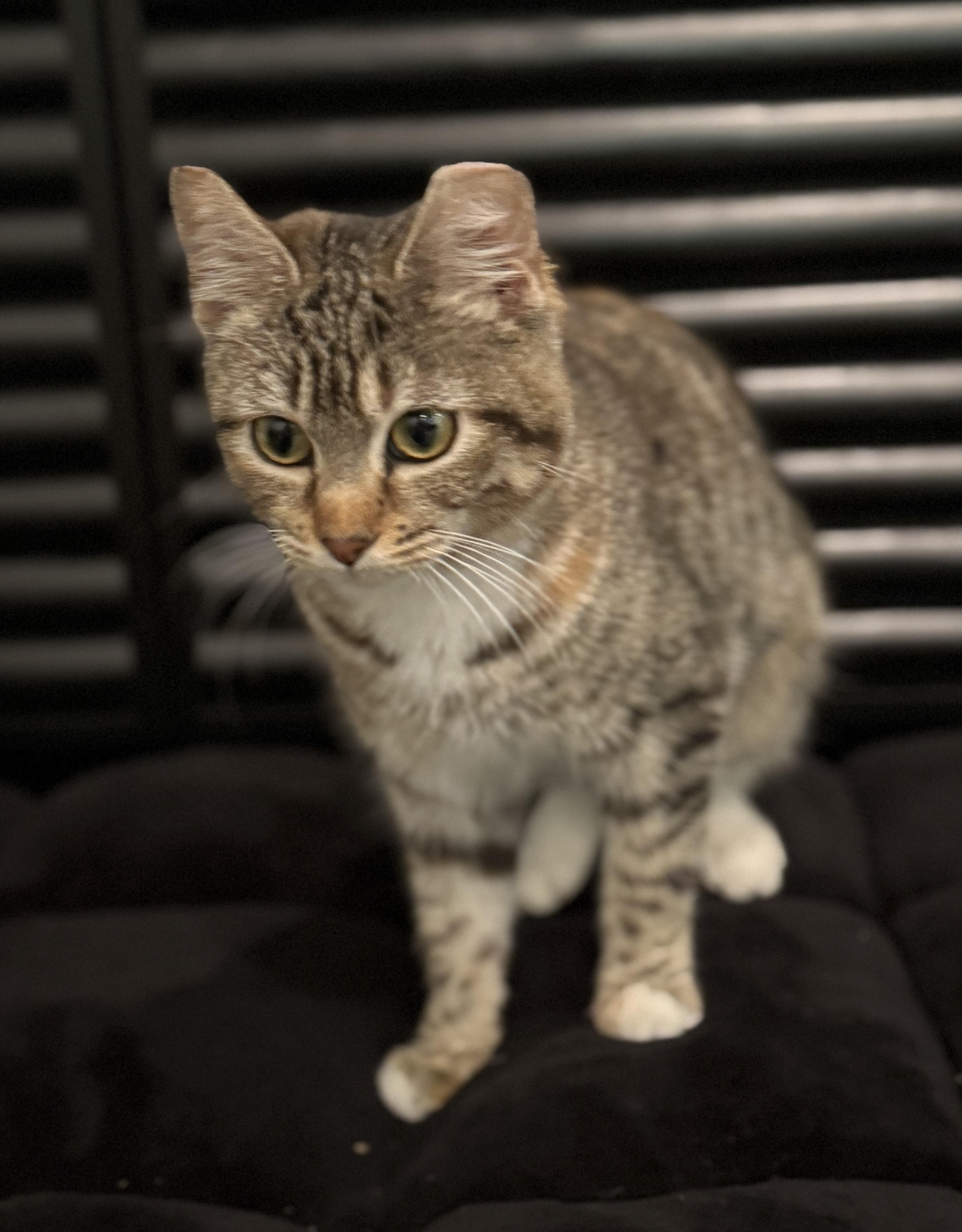 Kiwi, ADOPTABLE, Kitten Female Torbie & Tabby.