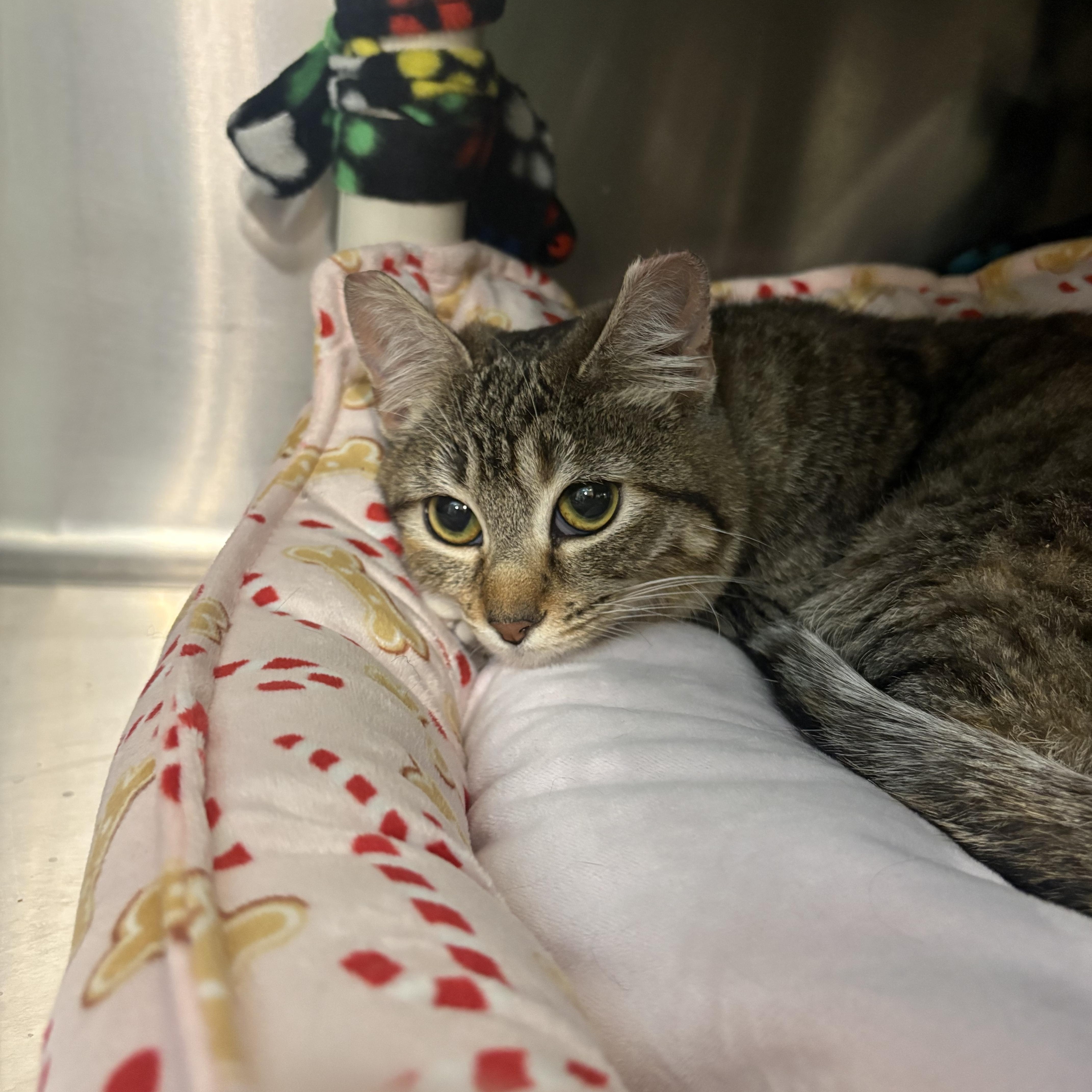 Enlarge Kiwi, an adopted mixed breed in Woodinville, WA image 2/5