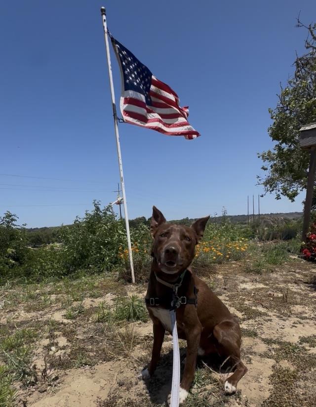 CARLITOS, Adoptable, Adult Male Australian Kelpie & Mixed Breed.