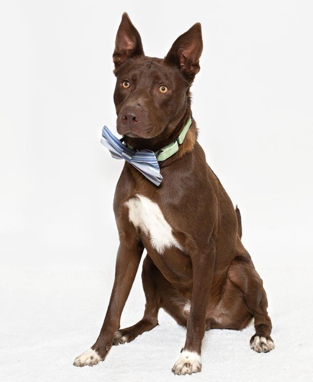 Enlarge CARLITOS, a Adoptable mixed breed in Santa Maria, CA image 1/1