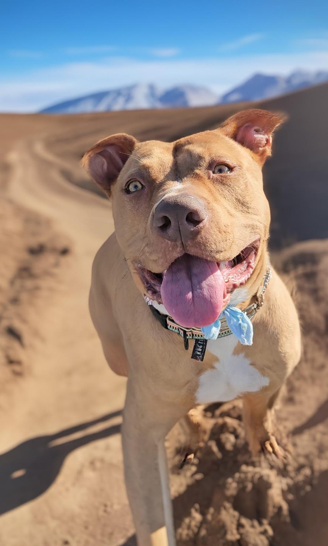 Loving #Red Shane #stunning, a Adoptable American Staffordshire Terrier in Encinitas , CA image 2/5