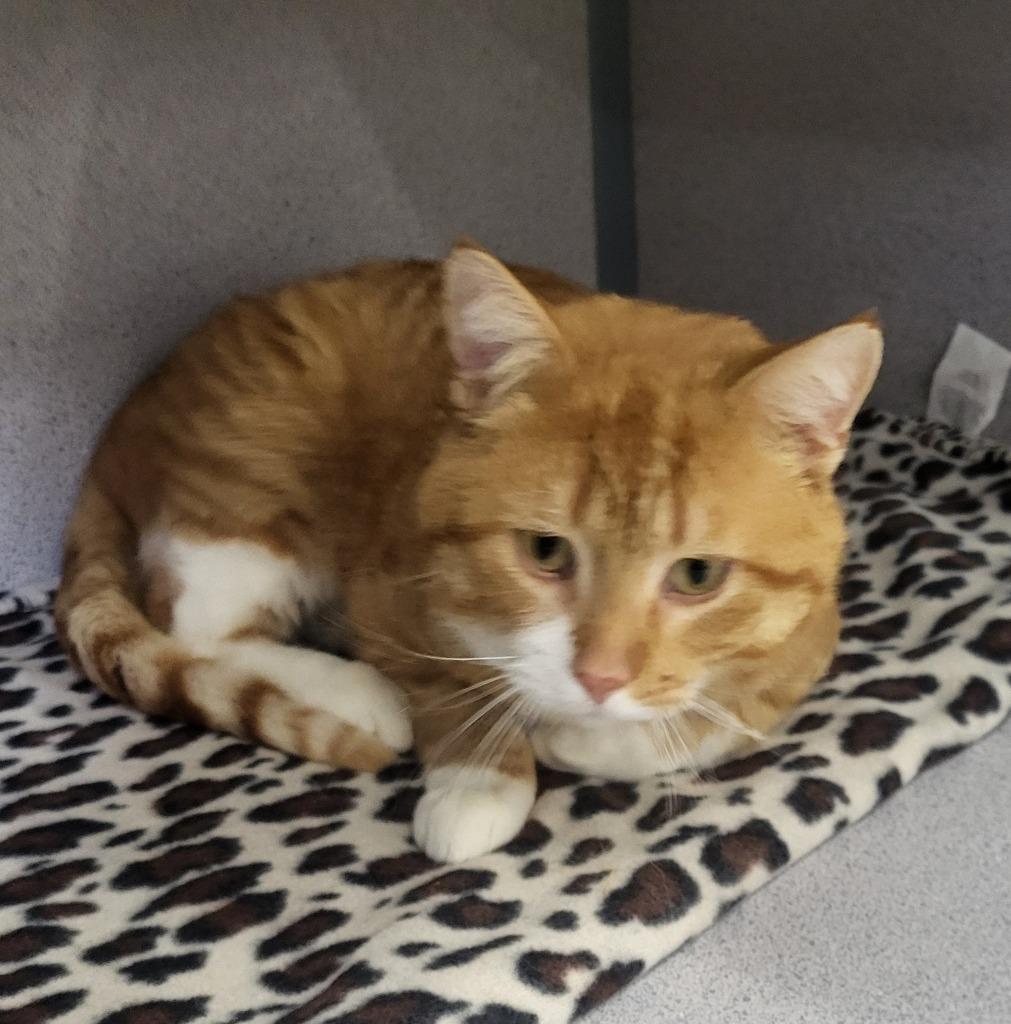 Mo, a Adoptable mixed breed in Medford, WI image 1/2