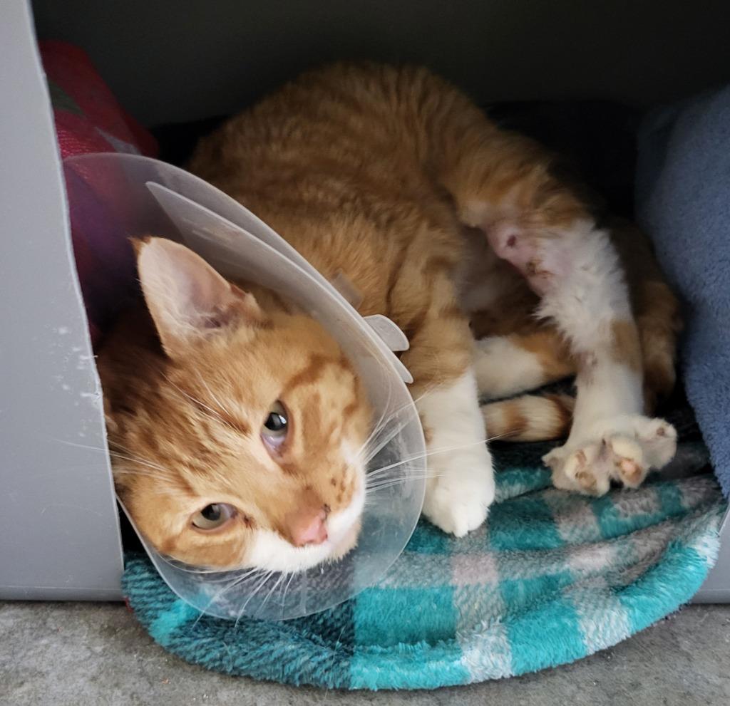 Mo, Adoptable, Adult Male Domestic Short Hair.