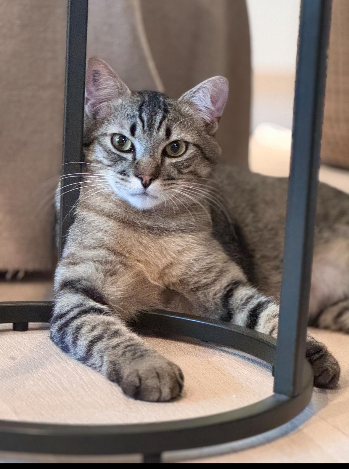 Eeyore, an adoptable Domestic Short Hair in Courtenay, BC, V9N 7T4 | Photo Image 2