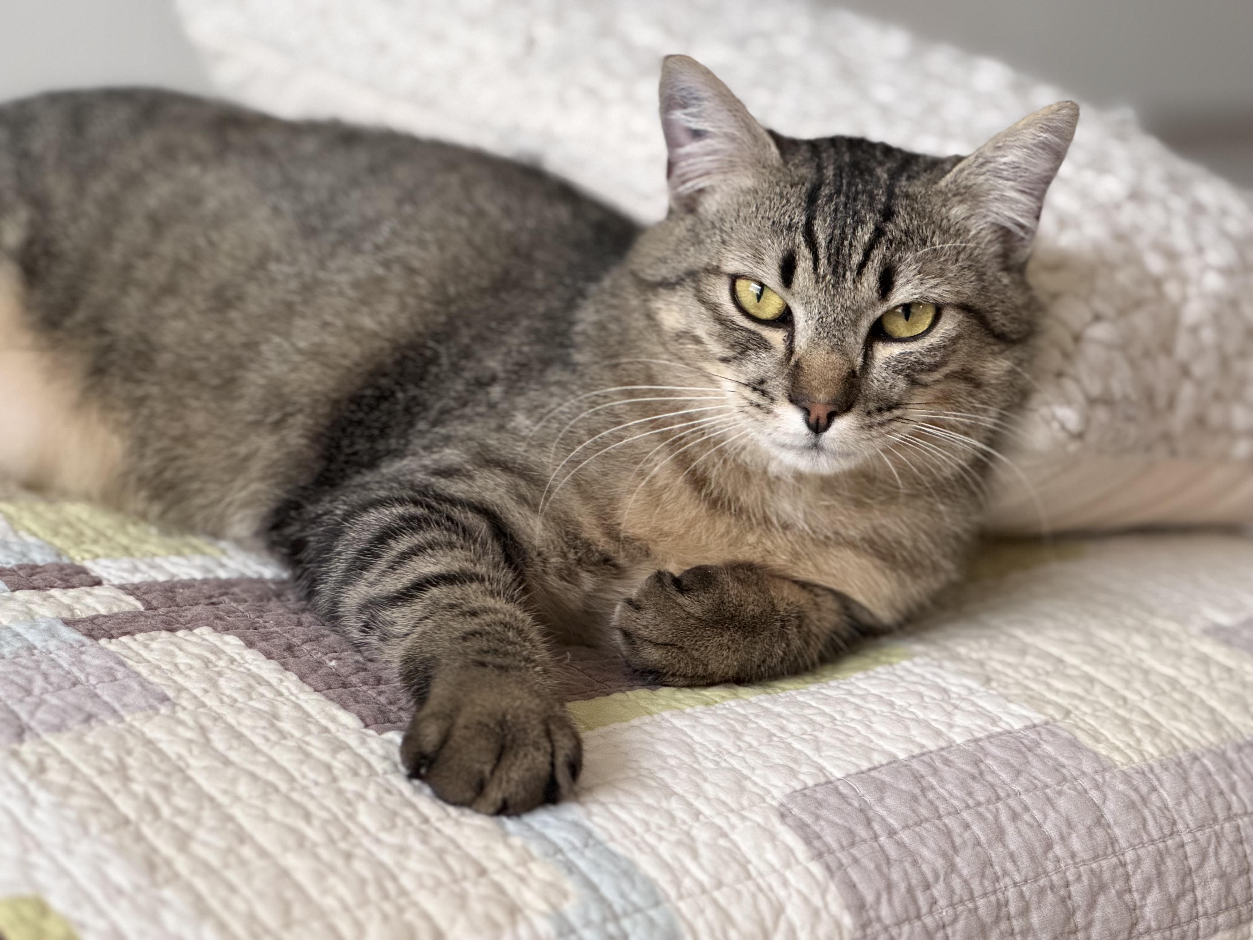 Eeyore, an adoptable Domestic Short Hair in Courtenay, BC, V9N 7T4 | Photo Image 3