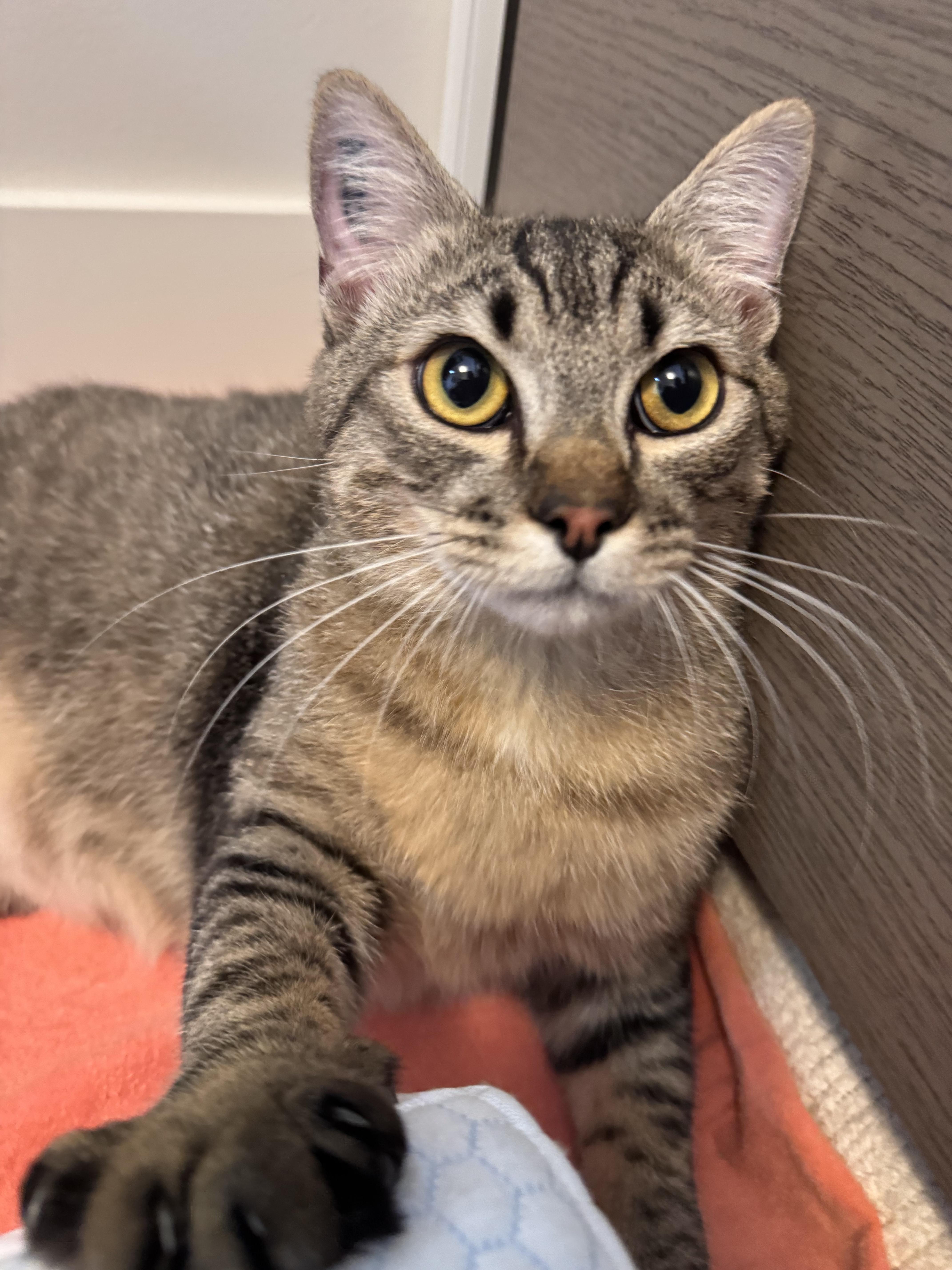 Eeyore, an adoptable Domestic Short Hair in Courtenay, BC, V9N 7T4 | Photo Image 1