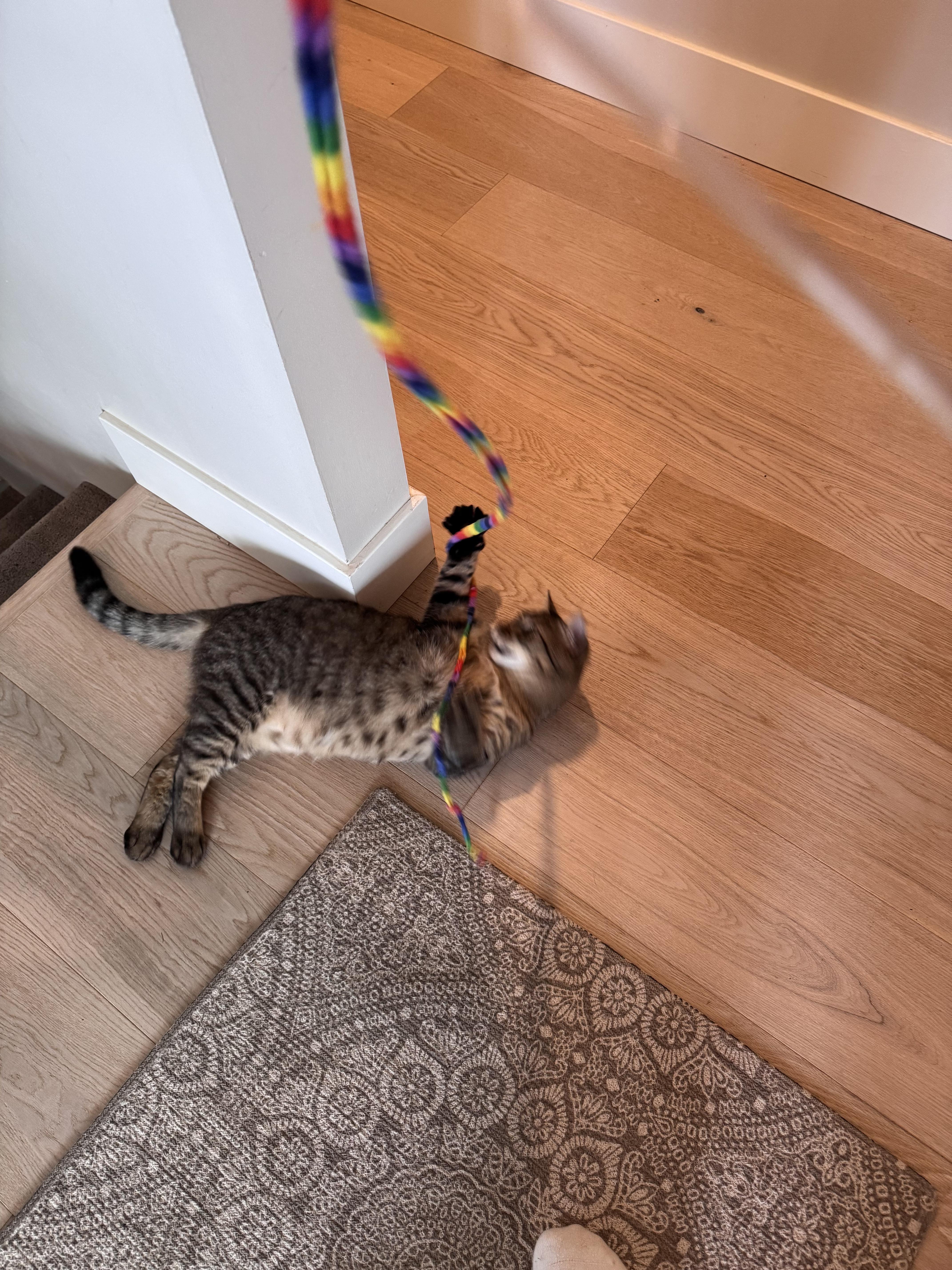 Eeyore, an adoptable Domestic Short Hair in Courtenay, BC, V9N 7T4 | Photo Image 4