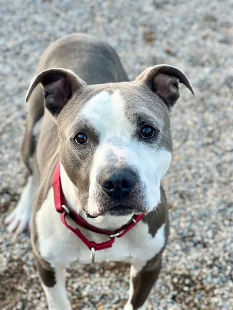 BRUISER, Adoptable, Young Male Pit Bull Terrier & Mixed Breed.