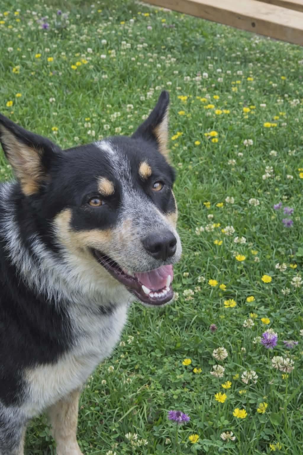 Bandit , ADOPTABLE, Adult Male Australian Cattle Dog / Blue Heeler.