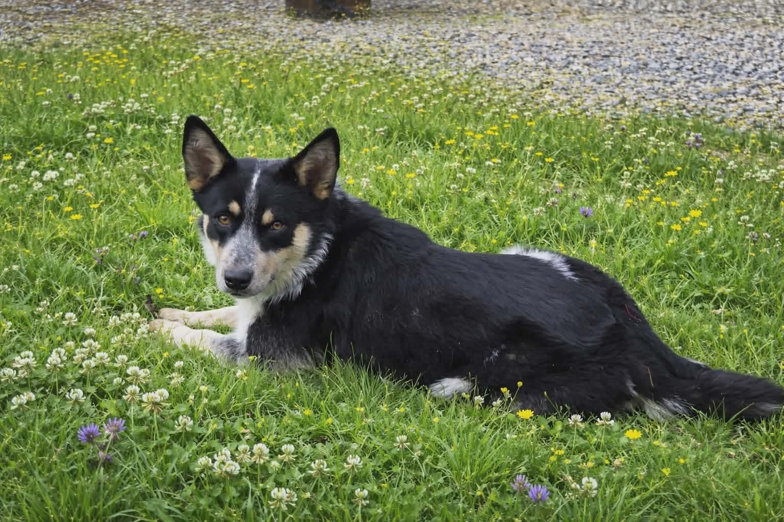 Enlarge Bandit , a ADOPTABLE Australian Cattle Dog / Blue Heeler in Redfield, AR image 2/4