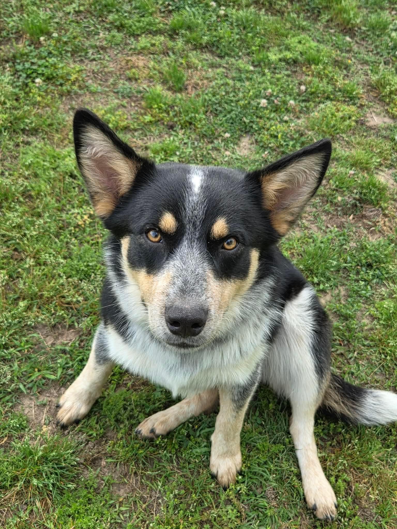 Enlarge Bandit , a ADOPTABLE Australian Cattle Dog / Blue Heeler in Redfield, AR image 3/4