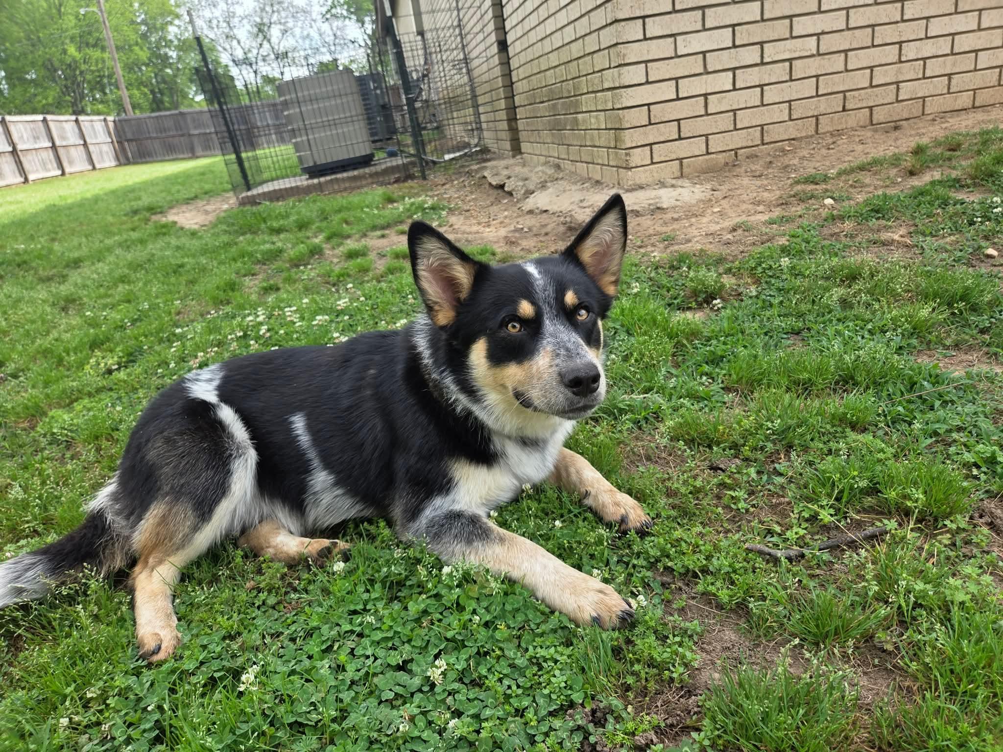 Enlarge Bandit , a ADOPTABLE Australian Cattle Dog / Blue Heeler in Redfield, AR image 4/4